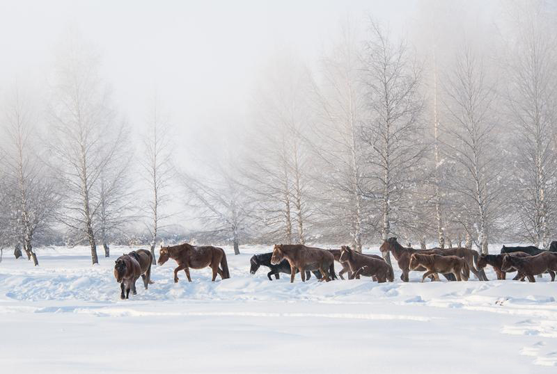 马儿在雪地里踱步，耐得住严寒。