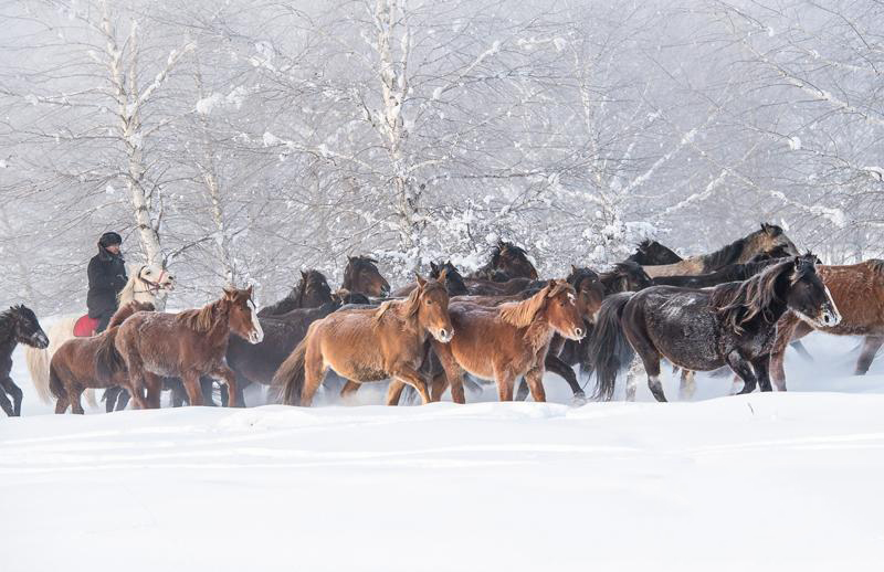 牧民定期将马赶到野外奔跑，增强马的耐力。