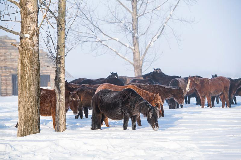 寒冬中的马儿