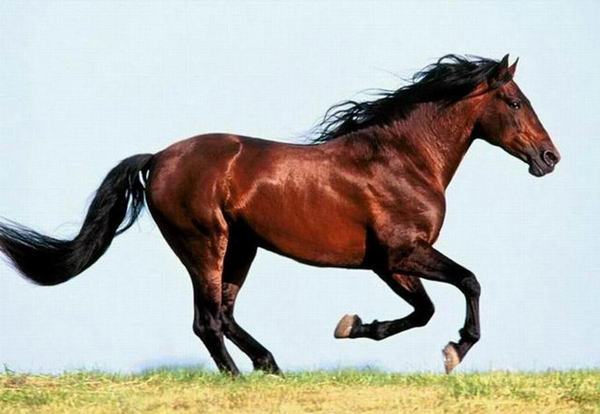 正文  蒙古马是中国乃至全世界较为古老的马种之一,主要产于内蒙古