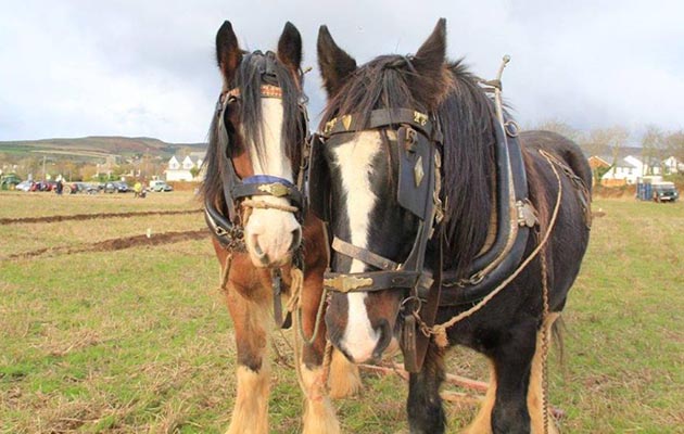 plouging-during-winter-tram-horses.jpg