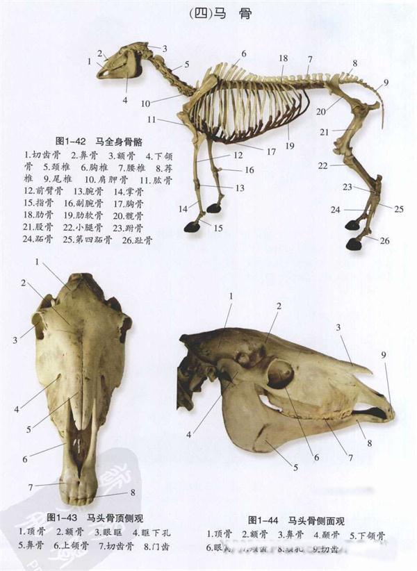 马的身体结构剖析