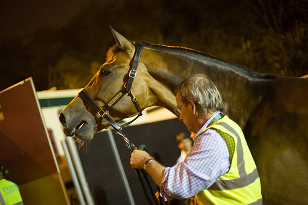 First Horses Arrive Rio6.jpg