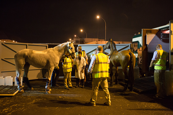 First Horses Arrive Rio 3.jpg