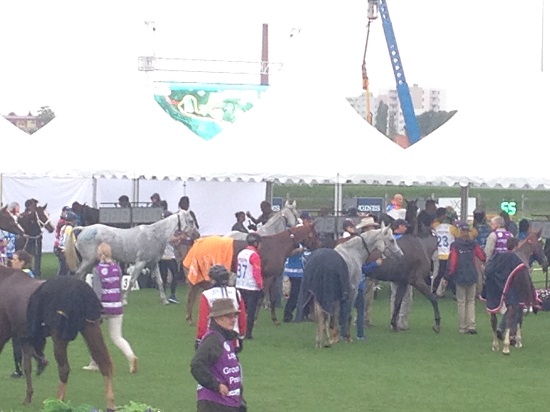 1-两位中国骑手顺利完成第一赛段的比赛，前往兽医区进行验马。两匹战马均通过检验。.jpg